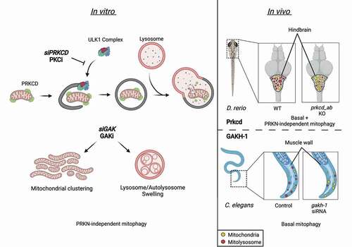 Figure 1. The regulation of PRKN-independent mitophagy by GAK and PRKCD. Several subtypes of autophagy and mitophagy pathways exist, including PRKN-independent mitophagy (DFP-induced), PRKN-dependent mitophagy (CCCP-induced), and starvation-induced autophagy (EBSS-induced). PRKCD localizes to mitochondria independent of its C1 or C2 domains and becomes degraded upon induction of mitophagy pathways. Recruitment of ATG13-ULK1-RB1CC1/FIP200-ATG101 to phagophore initiation sites upon induction of PRKN-independent mitophagy is blocked by PRKCD siRNA (siPRKCD) or PRKC kinase inhibitors (PRKCi). Treatment with GAK siRNA (siGAK) or GAK kinase inhibitor (GAKi) causes mitochondrial clustering and an accumulation of swollen multi-lamellar lysosomes. In vivo examination of the hindbrain region of zebrafish (D. rerio) demonstrates basal mitophagy, which is reduced by dual knockout of prkcda and prkcdb (homologs of PRKCD). Similarly, RNAi-mediated depletion of gakh-1 (GAK homolog) in worms (C. elegans) reduces basal mitophagy levels in muscle cell walls.