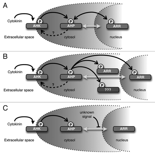 Figure 2 Potential implications of these observations. (A) AHPs may act as phosphatases and remove phosphoryl groups from ARRs. In this model, AHPs would serve to dampen the cytokinin signal if exogenous cytokinin levels were reduced. (B) Cytosolic-localized AHPs may donate phosphoryl groups to cytosolic-localized ARRs or other unkown cytoplasmic targets. (C) Unknown signals could modify AHPs to prevent or enhance AHP entry into the nucleus. As shown, AHPs movement is inhibited, perhaps resulting in reduced sensitivity to cytokinin. Filled arrowheads indicate cytokinin binding, open arrowheads indicate transfer of phosphoryl groups, dashed arrows indicate potential phosphotransfer to AHKs, bidirectional gray arrows indicate AHP movement into and out of the nucleus, and blocked arrowheads indicate inhibition of AHP movement.