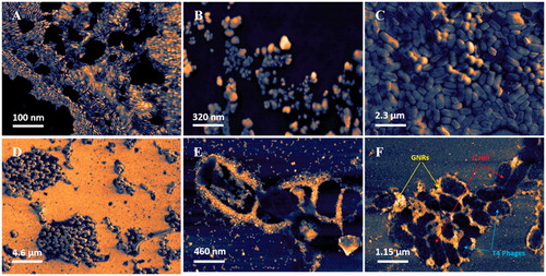 Figure 2. Representative SEM images taken on the substrate – silicon wafer surfaces. (A) GNRs; (B) T4 phages; (C) E. coli K12; (D) E. coli 12 interacted with T4 phages (some of them already); (E) GNRs interacted with E. coli K12 in suspensions then dropped on the substrate surface; and (F) three together – E. coli + GNRs attached to the bacteria + T4 phages accumulated on the bacteria (at very early stage – no destruction yet). A scanning probe image processing was applied.