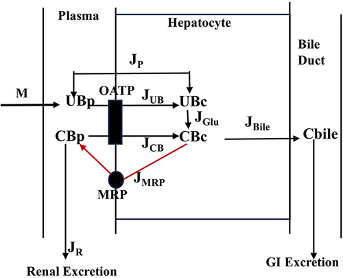 Figure 1 Kinetic model of hepatic bilirubin transport and metabolism. M=rate of bilirubin production. UBp, UBc = Unconjugated plasma and cell concentration, respectively. CBp, CBc = Conjugated plasma and cell concentration, respectively. JUB, JCB = OATP mediated influx rate of UB and CB, respectively. Concentrations (UB, CB) are in units of mg/dl and fluxes (M, J) are in units of mg/day.