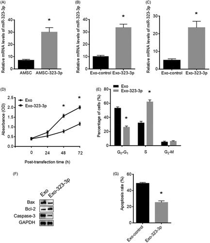 Figure 2. Upregulation of miR-323-3p promoted cell growth and inhibited apoptosis in cumulus cells (CCs). Detection of miR-323-3p expression in (A) human adipose tissue-derived mesenchymal stem cells (AMSCs), (B) AMSC exosome and (C) CCs. (D) Cell proliferation. (E) Cell cycle distribution. (F) Bax Bcl-2, and caspase-3 protein expression in CCs transfected miR-323-3p-modified exosomes. (G) Apoptosis level in CCs transfected miR-323-3p-modified exosomes. (*) Denotes differences from the control group (p < .05). Values are means ± SEM. For each experiment, at least 4 samples were available for the analysis.