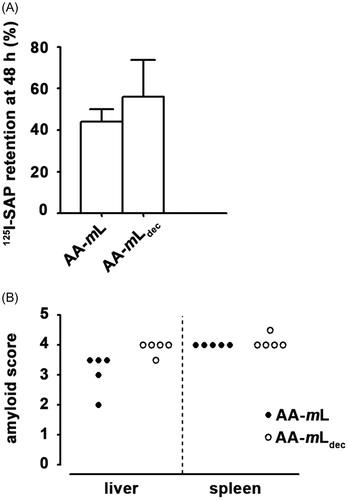 Figure 4. AA-mLdec contains amyloid enhancing factor activity. (A) Amyloid, induced in groups of five C57BL/6 mice with homogenates of AA-mLdec or AA-mL followed by repeated subcutaneous casein injections, was quantified by whole-body retention of 125I-SAP as percentage of the injected dose. (B) Histological grading of amyloid in both the spleen and the liver are shown.