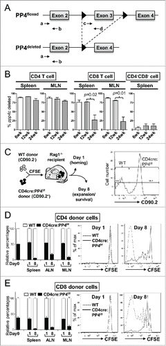 Figure 2. The ablation of PP4 impairs T cell expansion. (A) Schematics of the genomic qPCR assay for quantifying ppp4c deletion efficiency. a-d, PCR primers. Triangle, lox-P sites. (B) CD4, CD8 or control CD4−CD8− splenocytes or MLN cells were sorted by flow cytometry from mice at different ages; DNA extracted from these cells was analyzed by qPCR as in (A) for assessing the deletion efficiency of ppp4c (n = 2–3). (C) Schematics of the homeostatic expansion assay (left panel) and the representative CD90.2 histogram of CD4 splenocytes from the recipient (right panel) are shown. (D-E) WT (CD90.2−) or CD4cre:PP4f/f (CD90.2+) total T cells were purified from pooled spleen and LN by MACS, mixed at a 1:1 ratio (day 0), labeled with CFSE, and transferred into RAG1−/− mice. At day 1 or day 8 post-transfer, spleen, ALN or MLN cells from the recipients were analyzed by flow cytometry for the percentages of WT or CD4cre:PP4f/f donor cells and their respective CFSE dye-dilution patterns. The relative percentages of WT and CD4cre:PP4f/f donor cells (left panels) in gated CD4+ (D) or CD8+ (E) populations are shown. Representative CFSE dye dilution profiles of WT and CD4cre:PP4f/f donor cells are also shown (right panels) (n = 3). See Supplemental Figure S1A–B for flow cytometry gating and sorting strategies.