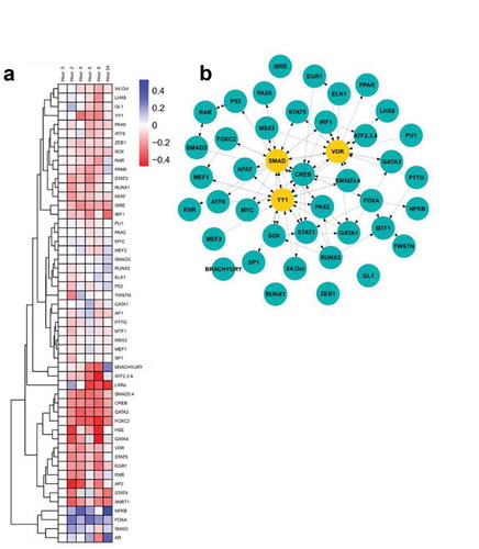 Figure 1. (a) TRACER analysis of the response of BT474R2 cells to trastuzumab identified differential dynamics. (b) Central factors controlling response. Yellow nodes were identified as central to the network through eigenvector centrality