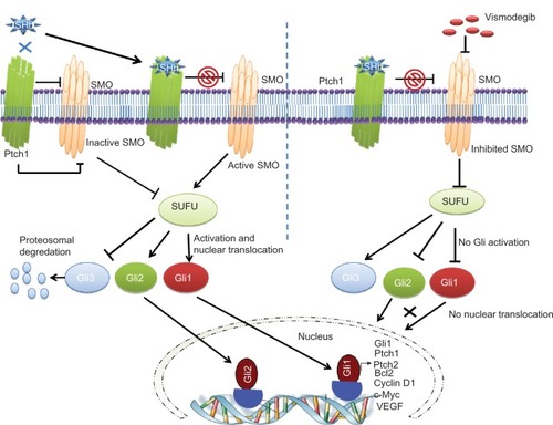 Figure 1 A schematic diagram showing inhibition of Hedgehog (Hh) signaling by vismodegib.Notes: The extracellular Hh ligands (Sonic, Indian, or Desert Hh) bind to Patched 1 (Ptch1), relieving the inhibition of Smoothened (SMO) by Ptch1. SMO disrupts the cytoplasmic complex containing the Suppressor of Fused (SUFU)-glioma-associated oncogene homologue (Gli) complex resulting in degradation of Gli3 and translocation of Gli1 and Gli2 to the nucleus to upregulate target genes like Ptch1, Gli1, c-Myc, Bcl2, vascular endothelial growth factor, and cyclin D1. Vismodegib binds to the extracellular domain of SMO, markedly inhibiting the release and translocation of Gli1 and Gli2 to the nucleus.Abbreviations: Gli, glioma-associated oncogene homologue; Ptch1, patched 1; SHh, sonic hedgehog; SMO, smoothened; SUFU, Suppressor of Fused; VEGF, vascular endothelial growth factor.