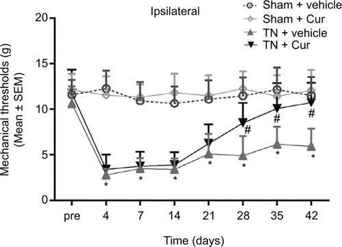 Figure 1 Effect of Cur on mechanical allodynia in rats.