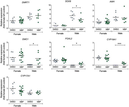 Figure 4. Levels of mRNA expression in the left gonad of female and male chicken embryos at embryonic day 19 following exposure to MBP (100 µg/g egg) or DMSO (vehicle control) from embryonic day 4. The values have been normalized to the geometric mean expression of two reference genes: ACTB and GAPDH. Each value is expressed relative to the mean of the female control group. The lines represent the group means. The mean levels in the MBP group were compared with those of the control group for the respective sex and gene using student’s t-test (DMRT1, SOX9 males, AMH, DMC1, CYP19A1, CYP17A1). Welch’s correction (DMC1 males, CYP19A1 females) or log transformation of values (AMH) were performed when required. Mann–Whitney U-test was used when the normality test was not passed (FOXL2 females). Samples with expression levels below the level of reliable quantification (LOQ, defined as a CT-value 3.4 times lower than the reverse transcriptase control) are denoted as x. The value below LOQ in FOXL2 (females; MBP) was excluded from the statistical analysis. For SOX9 (females), FOXL2 (males), and CYP19A1 (males), Fisher’s exact test was applied on the number of individuals that had expression values below LOQ versus those that did not. Significance levels are indicated as * (p ≤ 0.05) *** (p ≤ 0.001).