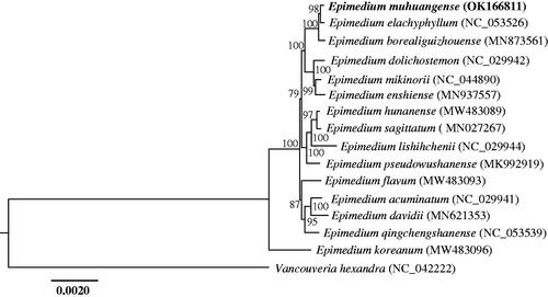 Figure 1. The maximum likelihood (ML) phylogenetic tree based on complete chloroplast genomes of 16 species, with Vancouveria hexandra as outgroup. Numbers at nodes represent bootstrap values.