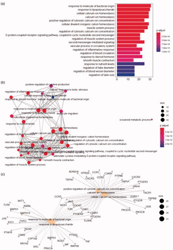 Figure 7. BP analysis. (a) top 20 pathways. (b) pathway relationship. (c) core pathway.