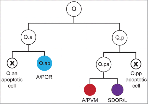 Figure 1. The Q lineage. Each Q neuroblast divides to produce 3 neurons and 2 apoptotic cells. Each of the divisions in the lineage occurs along the anterior-posterior (AP) axis. These cells and their descendants migrate in opposite directions along the AP axis to generate the anterior AQR, AVM and SDQR neurons and posterior PQR, PVM and SDQL neurons. The asymmetric placement of the cleavage furrow in the Q.a and Q.p divisions produces daughters of different sizes: a larger neuron or neuronal precursor and a smaller cell fated to die.