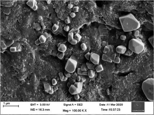 Figure 3. Scanning electron microscopic image of synthesized gold nanoparticles.