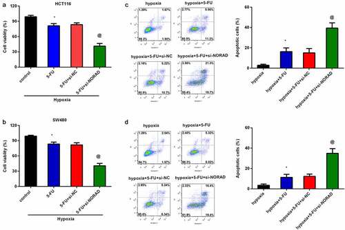 Figure 3. NORAD knockdown sensitizes CRC cells to 5-FU. CRC cells (HCT116 and SW480) under hypoxia exposure were treated with si-NORAD and 5-FU. Then, cell viability in HCT116 (a) and SW480 (b) was determined by CCK-8 assay. (c, d) Flow cytometry was used to evaluate the subsequent effects on cell apoptosis. *P < 0.05 vs. control group, @P < 0.05 vs. hypoxia-treated group.