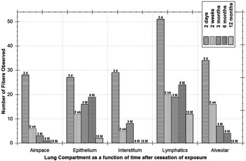 Figure 5. Quantification of the numbers of chrysotile fibers observed as a function of time after a 5-day exposure in the airspace, bronchial and alveolar epithelium, interstitium, lymphatics, and alveolar macrophages (reproduced from Figure 11, Bernstein et al. Citation2004).