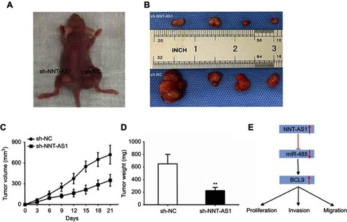 Figure 5 NNT-AS1 knockdown suppressed tumor growth in vivo.Notes: (A) Tumors established with the mice in the sh-NC or sh-NNT-AS1 group. (B) Tumors collected from mice were exhibited. (C) Tumor volume curve of mice injected with CCLP1 cells transfected with sh-NC and sh-NNT-AS1 was analyzed. (D) Tumor weight of mice was measured. (E) Summary of the mechanism of NNT-AS1/miR-485/BCL9 pathway in CCA. The error bars in all graphs represented SD. **p<0.01.Abbreviations: NC, negative control; NNT-AS1, nicotinamide nucleotide transhydrogenase antisense RNA 1; CCA, cholangiocarcinoma.