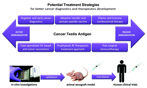 Figure 1. Schematic representation of the importance of cancer testis (CT) antigens in cancer diagnostics and immunotherapy. CT antigens are a unique class of proteins that is highly exclusively expressed in the testis and in a wide variety of tumors. CT antigens can evoke an immune response in cancer patients and may serve as diagnostic tools and therapeutic targets. CT antigens are being explored as candidates for the development of novel, optimized anticancer therapies.