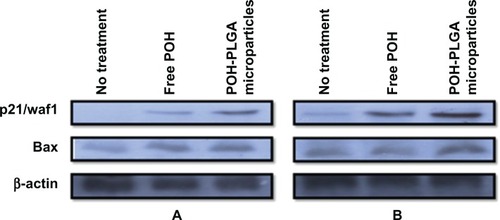 Figure 5 Effect of POH-bearing formulations on expression of pro-apoptotic molecules. A253 cancer cells were treated with POH-bearing microformulations for different time periods, and cell lysates were used to examine the expression of apoptotic molecules. (A) Expression profile of apoptotic factors at 12 hours post-incubation. (B) Expression profile of apoptotic factors at 24 hours post-incubation.Abbreviations: PLGA, poly-lactic glycolic acid; POH, perillyl alcohol.