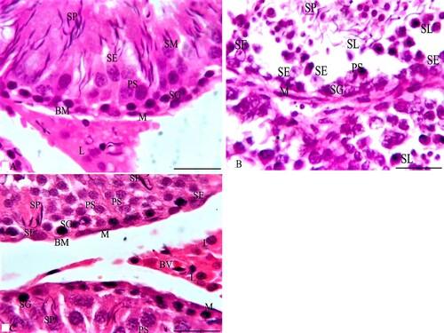 Figure 3. Photomicrographs from the testes of rabbits that were stained with HE. A section from G1 in Figure 3A shows two seminiferous tubules (ST) lined by spermatogenic and Sertoli cells (SE). Spermatogonia (SG) and Sertoli cells (SE) rest on a thin basement membrane (BM) that is surrounded by flat myoid cells (M). Several layers of primary spermatocytes (PS), spermatids (SM) and sperms (SP) are observed. Multiple interstitial Leydig cells (L) with vesicular nuclei and acidophilic cytoplasm appear between the ST, while Figure 3B of G2 shows two irregular ST lined with few spermatogenic cells as SG and PS with numerous SE. Also, the lumen of ST has some SP and multiple sloughed spermatogenic cells (SL) that have dark condensed nuclei. Additionally, Figure 3C of G3 shows numerous SG and SE resting on the BM followed by multiple layers of PS and SP similar to those of G1. Multiple L cells appear around a small blood vessel (BV) between the ST. HE × 1000 and the bar = 50 μm.