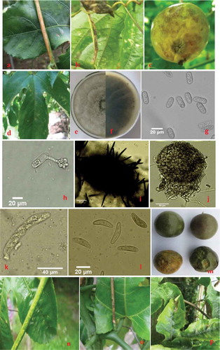 Fig. 1 (Colour online) Symptoms of anthracnose on passion fruit and morphological features of the pathogenic fungus Colletotrichum brevisporum (teleomorph: Glomerella sp.). (a–d) Symptoms of anthracnose on stems (a), tendrils (b), fruits (c), and leaves (d) in the field. (e–f) Purified upper colony (e) and reverse colony (f) of C. brevisporum grown on PDA. (g–h) conidia (g) and conidial appressoria (h) (scale bar = 20 μm). (i–j) acervuli (i) and perithecia (j) (scale bar = 50 μm). (k) asci (scale bar = 40 μm). (l) ascospores (scale bar = 20 μm). (m–p) symptoms observed on fruits (m), stems (n), tendrils (o) and leaves (p) 14 days after inoculation with a conidial suspension of C. brevisporum.