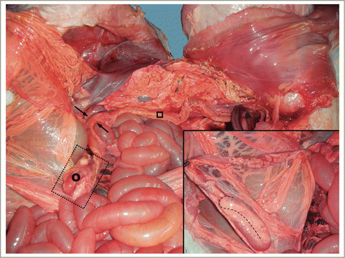 Figure 5. The distal blind end (transverse colon) was bent into a U-shape. (˚) Transverse colon; (□) descending colon; (→) Left colic flexure. Inset: major detail of the distal blind end.