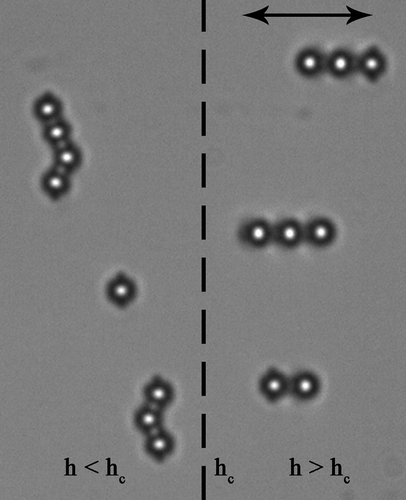 Figure 3. In a wedge-type planar cell with variable thickness, the region of critical thickness hc is observed. Dipoles exist at larger thickness, h > hc , Saturns at lower thickness, h < hc .