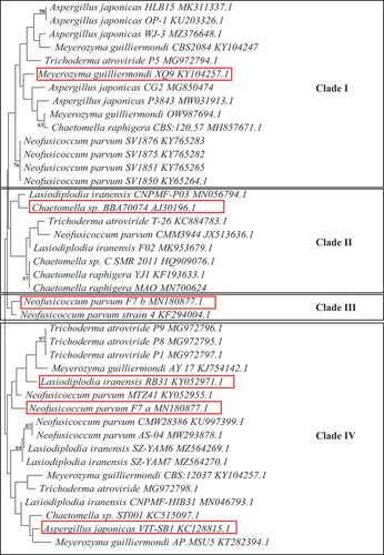Figure 5. Phylogenetic analysis of the seven fungal isolates identified based on the alignment of their ITS2 18S rRNA nucleotide sequences with Mega 11. The microbial species, strain name and accession number are presented. The numbers on the branches indicate their bootstrap support.