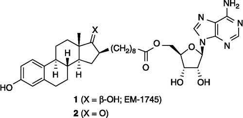 Figure 2.  Chemical structure of the bisubstrate inhibitors of 17β-HSD1: EM-1745 (1) and its C17-ketone analogue 2. Illustrated only for 1 and 2, the stereogenic centers are the same for all other steroid derivatives reported in this paper.