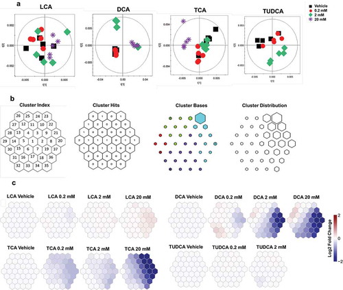 Figure 7. 1H NMR-based metabolomics analysis of isolated cecal bacteria in response to bile acid exposure in vitro.