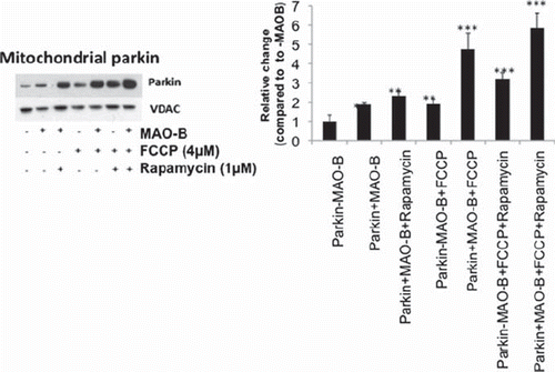 Figure 2. Mitochondrial parkin levels in various conditions. Western blot analyses were performed on mitochondrial sub-fractions from cells in various treatment conditions using Flag or parkin antibodies (Sigma). Immunoblots were normalized for VDAC (Chemicon) for corresponding densitometric analyses (n = 3). Values are expressed as mean ± SD, **p < 0.01 ***p < 0.001 versus –MAO-B cells.