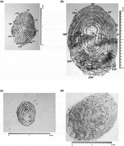 Figure 1. Fish scales from wild, spring/summer Chinook salmon: (a) Subyearling, (b) yearling, (c) subyearling with scale regeneration, and (d) yearling with scale regeneration. Axes are marked in (a) and (b) by their representative degree (°) starting with the lateral side of the scale closest to the dorsal side of the fish.