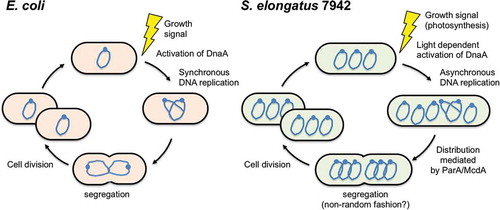 Figure 1. Replication cycles of Escherichia coli and Synechococcus elongatus PCC 7942.