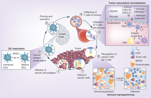 Figure 1. Interaction between VEGF and the cancer immunity cycle.Reproduced with permission from [Citation36] © Elsevier (2018).