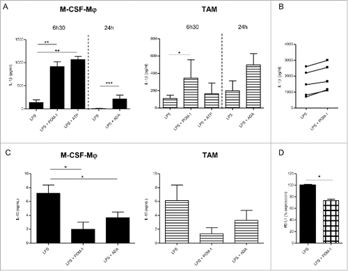 Figure 2. Secretion profile after CD39 blockade with POM-1 in GM-CSF-Mϕ, M-CSF-Mϕ and TAM isolated from patients (A) M-CSF-Mϕ and TAM were stimulated with LPS (200 ng/mL) with or without POM-1 (10 µM), ATP (1 mM) for 6 h. M-CSF-Mϕ and TAM isolated from patients were stimulated with LPS (200 ng/mL) with or without ADA (2.5 UI/mL) for 24 h. (B) GM-CSF-Mϕ were stimulated with LPS (200 ng/mL) with or without POM-1 (10 µM) for 6 h. (A and B) IL-1β secretion in supernatant was analyzed by ELISA (pg/mL). Results are expressed in pg/mL (mean ± SEM, M-CSF-Mϕ: n = 4 for POM-1 and ATP experiments, n = 9 for ADA experiment; TAM: n = 3 for POM-1 and ATP; GM-CSF-Mϕ: n = 5, *p <0.05 compared to LPS alone). (C) M-CSF-Mϕ and TAM isolated from patients were stimulated with LPS (200 ng/mL) with or without POM-1 (10 µM) or ADA (2.5 UI/mL) for 24 h. The secretion of IL-10 was analyzed by ELISA. Results are expressed in ng/mL as mean ± SEM (M-CSF-Mϕ: n = 7 for POM-1 experiment and n = 8 for ADA experiment; TAM: n = 4 for POM-1 experiment and n = 5 for ADA experiment). (D) M-CSF-Mϕ were stimulated with LPS (200 ng/mL) with or without POM-1 (10 µM) during 24 h. Expression of PD-L1 by M-CCSF-Mϕ was analyzed by flow cytometry. Results are expressed in mean ± SEM of percentage of RFI compared to LPS-stimulated M-CSF-Mϕ as 100% (n = 4).