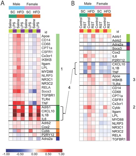 Figure 3. (A,B) Heatmap of gene expression changes in isolated microglia from LPS experiment (A, left) and restraint experiment (B, right). Genes are clustered by similarities in response patterns, with different colored bars to the right of the gene names indicating distinct clusters. The scale is log fold change. Cluster 1: genes increased by LPS and HFD in males only; cluster 2: HFD alone increases expression in males; cluster 3: HFD increases expression in both sexes; cluster 4: stress effect increases expression in LPS, decreases expression in RST across both sexes.