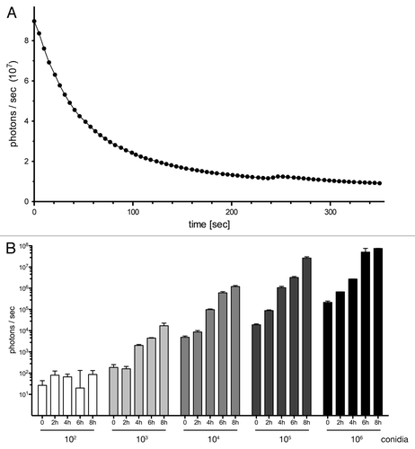 Figure 3. Bioluminescent properties of the reporter strain expressing surface-exposed GLuc. (A) AfS75 displays a flash kinetic of the bioluminescent signal. Emission of photons after substrate addition to 1 × 106 germinated conidia was monitored for approximately six minutes to result in a rapid, nonlinear decay of luminescence. (B) Bioluminescence can be detected from fungal structures formed from at least 1,000 conidia as early as 4 h. Increased spore numbers or extended incubation times result in increases of signal intensities. Subtracted background values from blank medium were in a range of 1–2 × 102 photons per second.