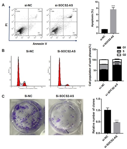 Figure 3 The effect of SOCS2-AS knockdown on Molm-3 cell apoptosis (A), cell cycle (B) and colony formation (C). The error bars represent the mean ± SD of three independent experiments. ***P<0.01.