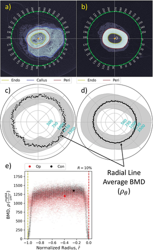 Figure 4. Comparison of paired slices from operated and contralateral limbs located just proximal to the osteotomy where substantial callus is present. a/b) images after boundary detection and resampling in 1-degree circumferential increments. c/d) radial line average BMD (ρˉθ) superimposed over the cortical cross-section shape in each image for reference. e) point cloud of BMD (ρ) distribution in each cross section. Representative densities for operated (Pop) and contralateral (Pco) slice images are indicated by the large dots. Considerable cortical remodeling was measured for this slice (R = 10%).