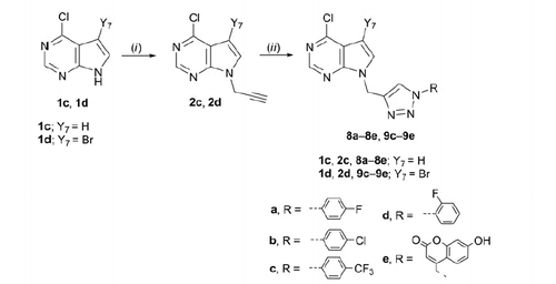 Scheme 2. Synthesis of novel 7-deazapurine with N-1 substituted 1,2,3-triazole. Reagents and conditions: (i) propargyl bromide, K2CO3/NaH DMF, Ar atmosphere, 60 °C, 24 h; (ii) corresponding azide, Cu, 1 M CuSO4 solution, tert-butanol: H2O = 1: 1, MW 300 W, 80 °C, 45 min.