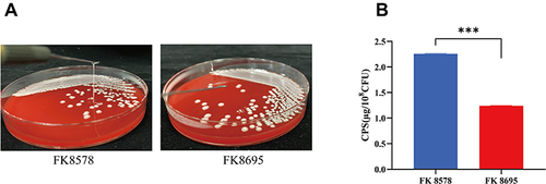 Figure 2 Mucoviscosity and capsular polysaccharide (CPS) production. (A) Mucoviscosity. The string test was used to assess the hypermucoviscosity of K. pneumoniae strains. A string of 5 mm or longer is defined as positive. (B) CPS production of FK8578 and FK8695. ***P < 0.001.