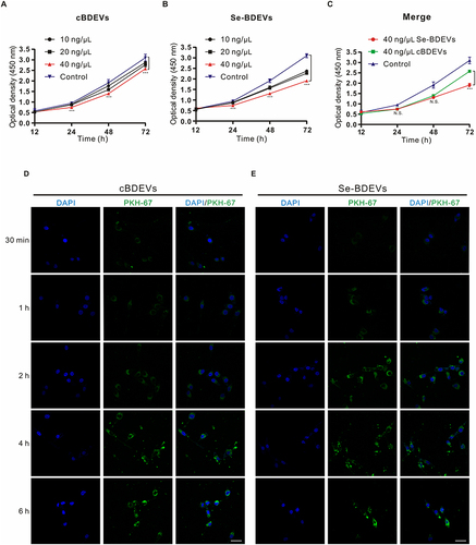 Figure 4 Effect of BDEVs and Se-BDEVs on the PANC-1. The cell viability was detected by CCK-8 and expressed as optical density (OD). (A and B) OD values were measured after subjecting PANC-1 cells with graded concentrations (0, 10, 20, and 40 ng/μL) of cBDEVs or Se-BDEVs, ***p < 0.001, 40 ng/μL vs 0 ng/μL (Control). (C) Merge of growth curves of PANC-1 cells treated with 40 ng/μL cBDEVs, 40 ng/μL Se-BDEVs and Control, ***p < 0.001, 40 ng/μL Se-BDEVs vs 40 ng/μL BDEVs. (D and E) PANC-1 cells were incubated with PKH67-labeled 40 ng/μL cBDEVs or Se-BDEVs for 30 min, 1 h, 2h, 4 h, and 6 h. Scale bar: 50 µm.