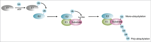 Figure 1. The cellular ubiquitylation system. Ubiquitin is activated by an ATP consuming Ubiquitin acitvating enzyme (E1), and transferred from E1 to the active site cysteine of the Ubiquitin-conjugating enzyme (E2). E3 enzymes are capable of interacting with both E2 and the substrate and catalyze the transfer of the ubiquitin moeity to a lysine or the n-terminal Methionine of the substrate. Repeated cycles of the ubiquitylation cascade lead to poly-ubiquitylation, where any of the lysines of ubiquitin may be utilized as attachment site.