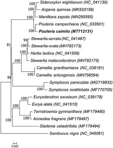 Figure 1. Phylogenetic tree of Pouteria caimito and 17 other species of the Ericales order, and Sambucus nigra which belongs to the Dipsacales order was used as the outgroup, and the bootstrap value was set to 1000. The 19 species for phylogenetic tree construction are: Sideroxylon wightianum (NC_041130), Argania spinosa (MK533159), Manilkara zapota (MN295595), Pouteria campechiana (NC_033501), Pouteria caimito (MT712131), Stewartia serrata (NC_041467), Stewartia ovata (MH782173), Hartia laotica (NC_041509), Stewartia malacodendron (MH782175), Camellia granthamiana (NC_038181), Camellia anlungensis (MN756594), Symplocos paniculata (MG719832), Symplocos ovatilobata (MF770705), Euryodendron excelsum (NC_039178), Eurya alata (NC_041510), Ternstroemia gymnanthera (MF179490), Anneslea fragrans (MF179497), Sladenia celastrifolia (MF179494), and Sambucus nigra (NC_045061).