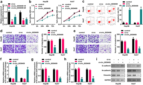 Figure 2. Effects of regulating circ-0039459 expression on apoptosis, migration, proliferation, invasion, and EMT of hepatocellular carcinoma cells. A) circ-0039459 expression after si-circ-0039459 1#, si-circ-0039459 2#, and si-nc transfection into Hep3B and Huh7 cells was detected using qRT-PCR. B) Effects of interference with circ-0039459 expression detected using CCK-8 assay. C) Effects of interference with circ-0039459 expression were detected using flow cytometry. D) and E) Influence of interference with circ-0039459 expression on migration and invasion of liver cancer cells was detected using Transwell assay. F), G), H), and I) Effects of interference with circ-0039459 expression on E-cadherin, N-cadherin, and vimentin proteins in hepatocellular carcinoma cells were detected using qRT-PCR and western blot. *P < 0.05, **P < 0.01.