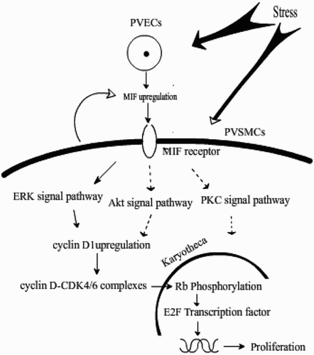Figure 5. Schematic diagram of the mechanisms of pulmonary arterial smooth muscle proliferation.