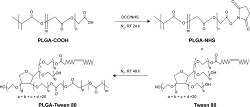 Figure 1 Synthetic representation of PLGA-Tween 80 copolymer.Abbreviations: PLGA, poly(d,l-lactide-co-glycolide); DCC, N,N′-dicyclohexylcarbodiimide; NHS, N-hydroxysuccinimide; RT, room temperature; h, hours.