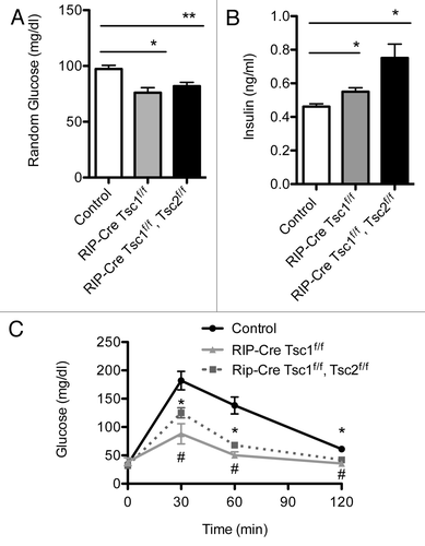 Figure 2. Metabolic assessment of Rip-Cre Tsc1 f/f and Rip-Cre Tsc1f/f, Tsc2 f/f. Random glucose (A) and insulin (B) levels obtained in the same group and age of mice. Intraperitoneal glucose tolerance tests (IPGTT) (C) were performed on the same group of mice. Measurements were performed on overnight -fasted 5–7 mo-old male control mice or Tsc 1f/f or Tsc1 f/f, Tsc2 f/f mice. Data are presented as mean SEM (n > 3). *p< 0.05 when compared with Rip-Cre Tsc1 f/f (solid gray line), Rip-Cre Tsc1 f/f Tsc2 f/f (dotted line) and control (solid black line).