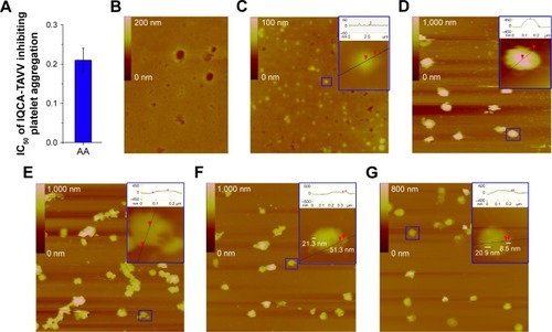 Figure 5 AFM images of the resting rat platelets and the interaction between nanoparticles of IQCA-TAVV and AA-activated rat platelets.Notes: (A) IC50 of IQCA-TAVV against AA-activated rat platelet aggregation; (B) AFM image of rat plasma without platelets; (C) AFM image of IQCA-TAVV in rat plasma (10 nM) to mirror the feature of the particles in physiologic environment; (D) AFM image of resting platelets without IQCA-TAVV; (E) AFM image of AA-activated platelets without IQCA-TAVV; (F) AFM image of IQCA-TAVV (10 nM)-treated resting platelets; local amplified particle labeled by blue box; (G) AFM image of IQCA-TAVV (100 nM)-treated AA-activated platelets. Besides, the AFM images of normal saline and IQCA-TAVV in normal saline (10 nM) are shown in Figure S5, the height of particle was labeled by red arrow.Abbreviations: IQCA-TAVV, N-(3S-1,2,3,4-tetrahydroisoquinoline-3-carbonyl)-Thr-Ala-Arg-Gly-Asp(Val)-Val; AA, arachidonic acid; AFM, atomic force microscopy.