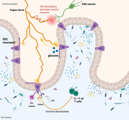 Figure 2. Vagus nerve interactions with the gut epithelium and the ENS. Created in Biorender.com.