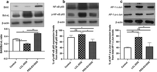 Figure 7. The effects of PEG-EV-DOX treatment on the intratumor production or activation of proteins associated with apoptosis (BAX, Bcl-xL), proliferation (c-Jun), and inflammation and angiogenesis (NF-κB p65). Cropped Western blot images and their representative graphs displaying the intratumor levels of proteins at day 12 when mice were sacrificed show the (a) pro-apoptotic BAX/ anti-apoptotic Bcl-xL ratio from samples run on the same blot; (b) The percentage of p-NF-κB p65 levels from total NF-κB p65 protein levels; (c) The percentage of AP-1 p-c-Jun activation from total AP-1 c-Jun protein levels; β-actin was used as loading control. The results were expressed as mean ± SD of two independent measurements; unpaired t-test was used for statistical analysis of the data; ns – not significant; P > .05; *, P < .05; **, P < .01; ***, P < .001.