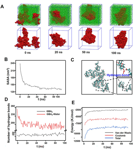 Figure 3 Molecular dynamics simulation of GBA2/NPs. (A) Instantaneous simulation snapshots of the equilibrated system (GBA2 dispersed in water, upper panel; water was not shown for clarity, lower panel). (B) SASA calculation of the aggregates. (C) Hydrogen bond interaction of dimer nanoassemblies. (D) Distribution of the number of different types of hydrogen bonds during simulation time. (E) The binding energy between the GBA2 and water.