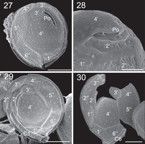 Figs 27–30. SEM micrographs of Coolia cf. canariensis phylogroup II. Fig. 27. Apical view. Fig. 28. Detail of the apical pore complex showing the Po. Figs 29–30. Inside view of the epitheca. Scale bars: (27, 29, 30): 10 µm; (28): 4 µm.